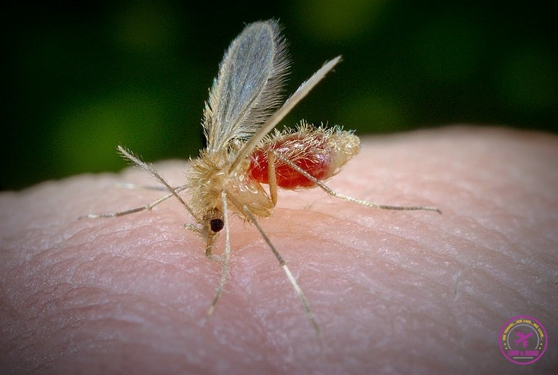 Mosquito bites 4 source sandfleas.org