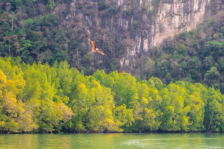 The Brown Eagle is the symbol of Langkawi! You can watch them flying when visiting the mangrove park, one of the top things to do in Langkawi, Malaysia. 