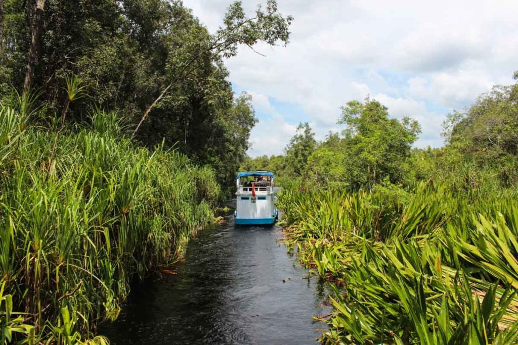 Durante a viagem ao Parque Tanjung Puting em Bornéu o barco navega por rios estreitos, desbravando a floresta da Indonésia.