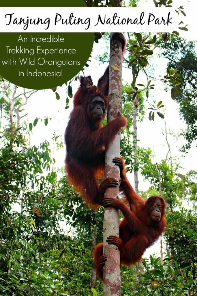 Tanjung Puting National Park - An Incredible Trekking Experience with Wild Orangutans! All you need to know to travel to Borneo, Indonesia. How to choose a responsible tour for trekking and cruising the Tanjung Puting National Park, and how to visit the Orangutan Foundation.
