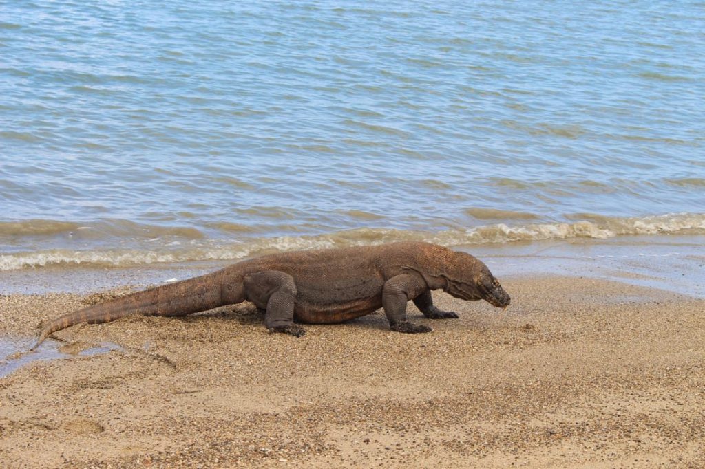 This was the biggest Komodo dragon we saw during our Trip to Komodo Island
