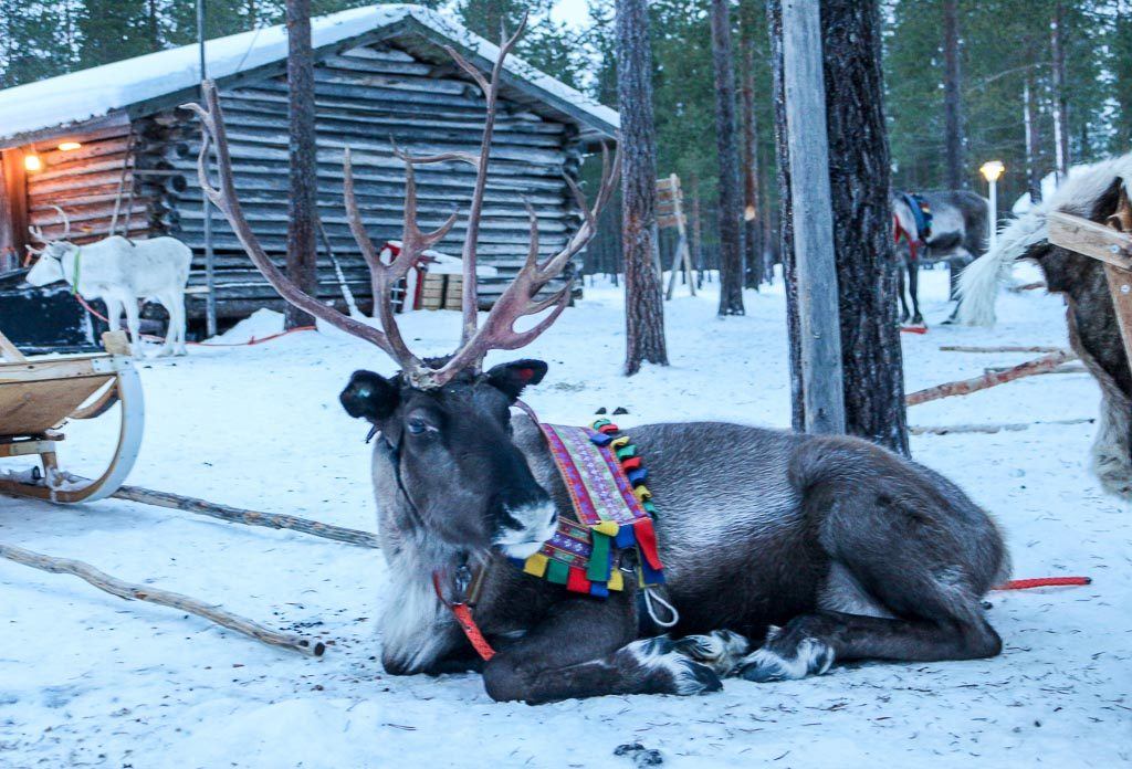 No seu roteiro de viagem para Rovaniemi na Finlândia não pode faltar uma visita a fazenda de renas. 