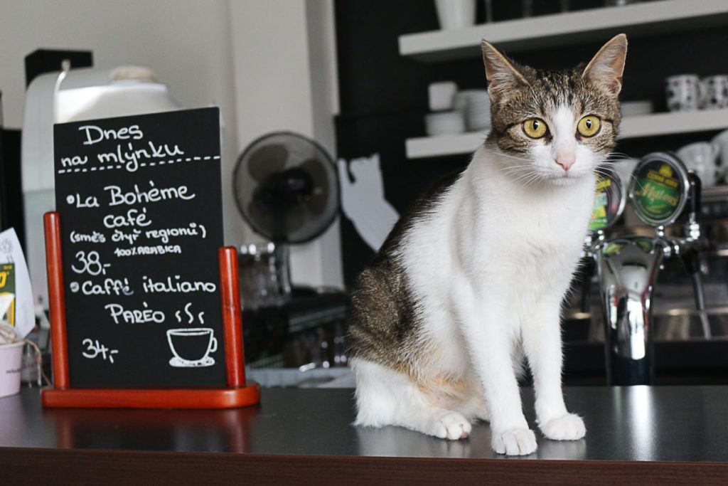 Quem gosta de café e de gatos não pode deixar de visitar o Cat Cafe em Olomouc.