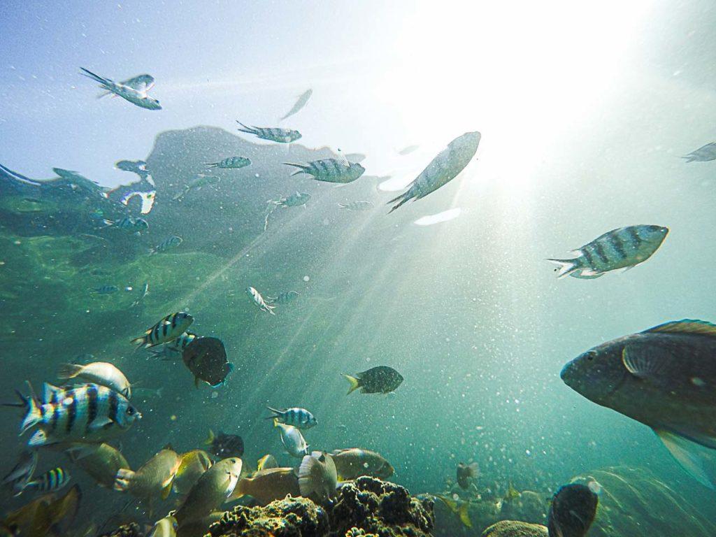 Fish and marine life in Thailand's sea.