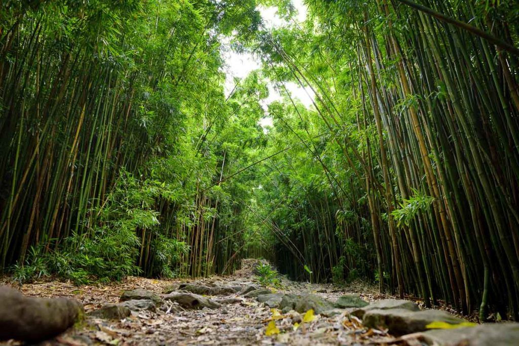 The path through the dense bamboo forest, leading to the famous Waimoku Falls. Popular Pipiwai trail in Haleakala National Park on Maui, Hawaii, USA