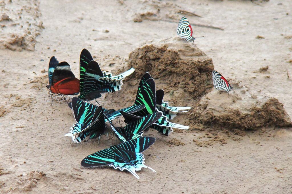 Photo of butterflies in the Peruvian Amazon, they have green and blue colors.