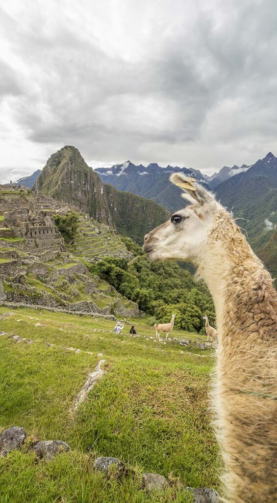 Photo of a Llama at Machu Picchu. Two things that Peru is famous for, the lost city and the Llamas. 