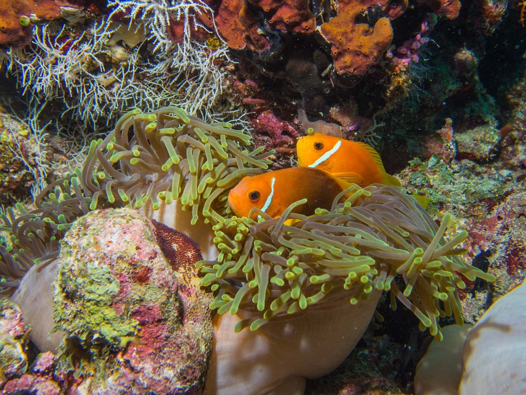 Underwater photo showing a clownfish and some corals. The Great Barrier reef is one of the most famous Australian attractions. 