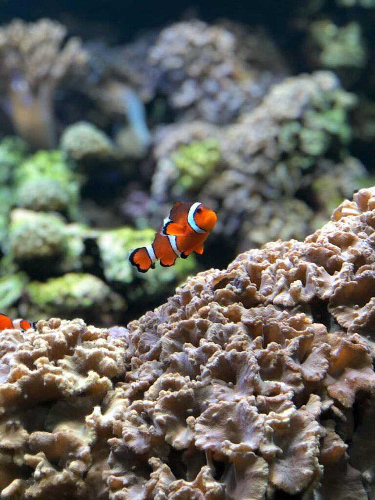 Photo of a clownfish at Baltimore National Aquarium. It's one of Baltimore's top attractions. 