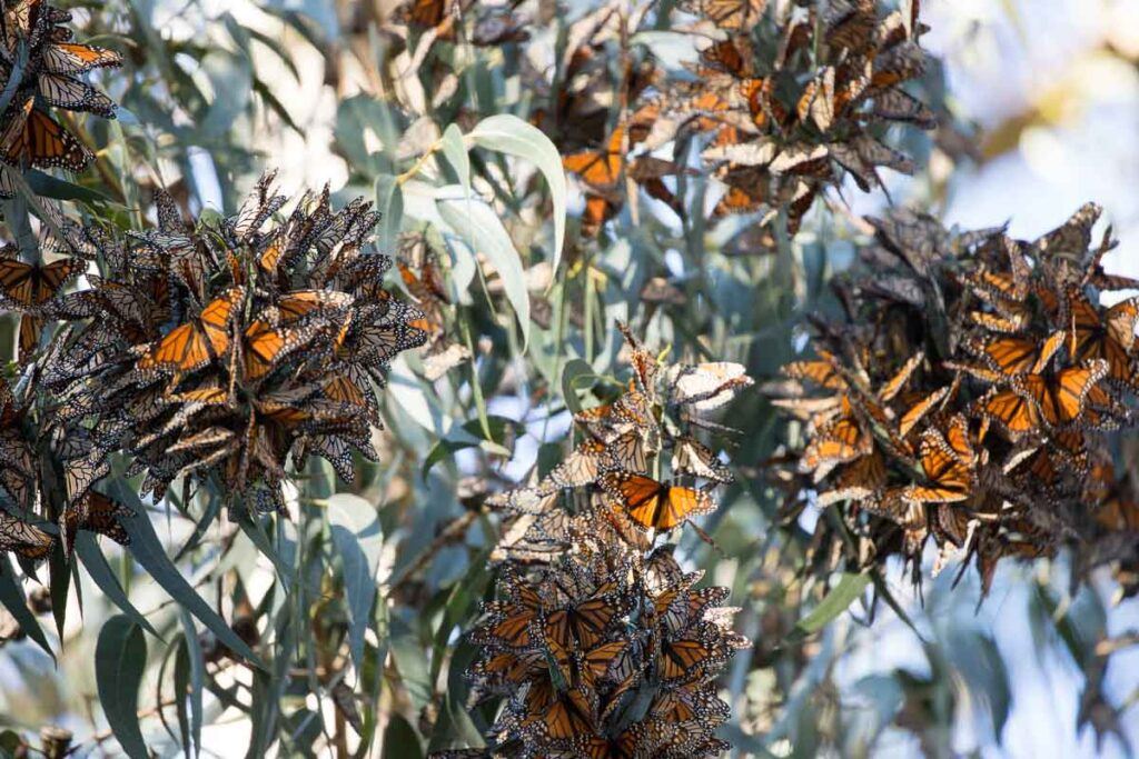 Thousands of Monarch butterflies resting on a tree.