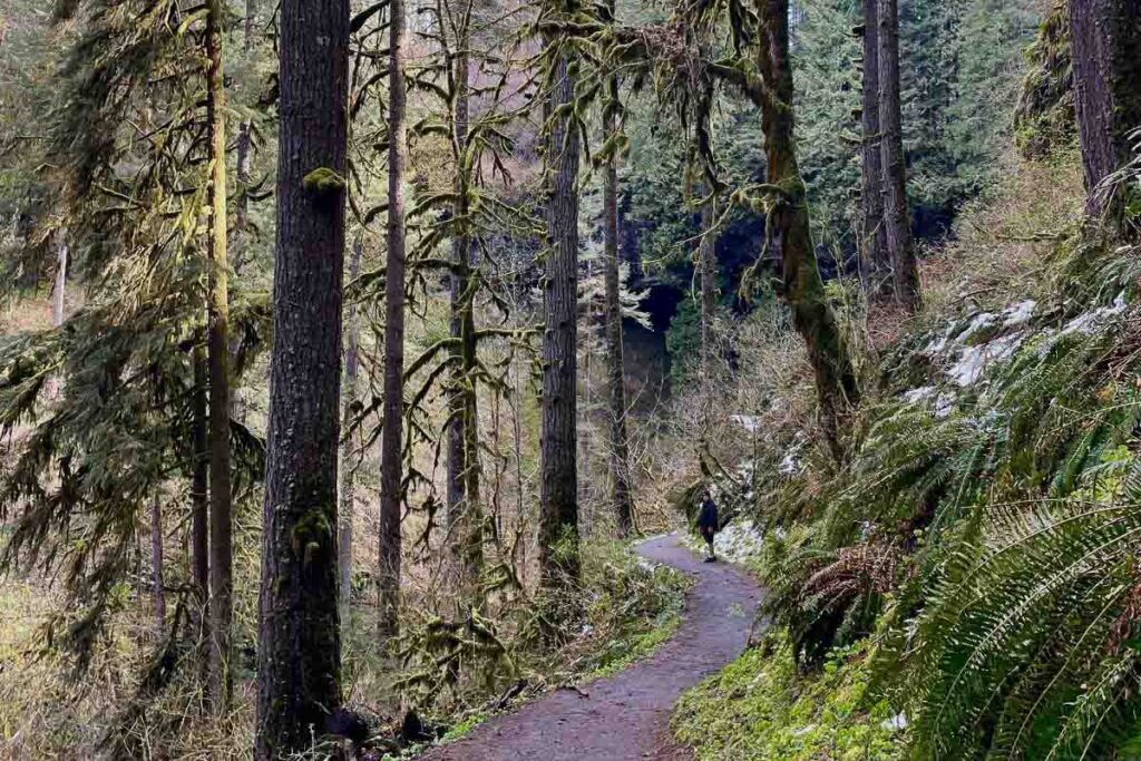 One of the many trails in Hoyt Arboretum, Portland. It's a great place to go hiking near Portland downtown.