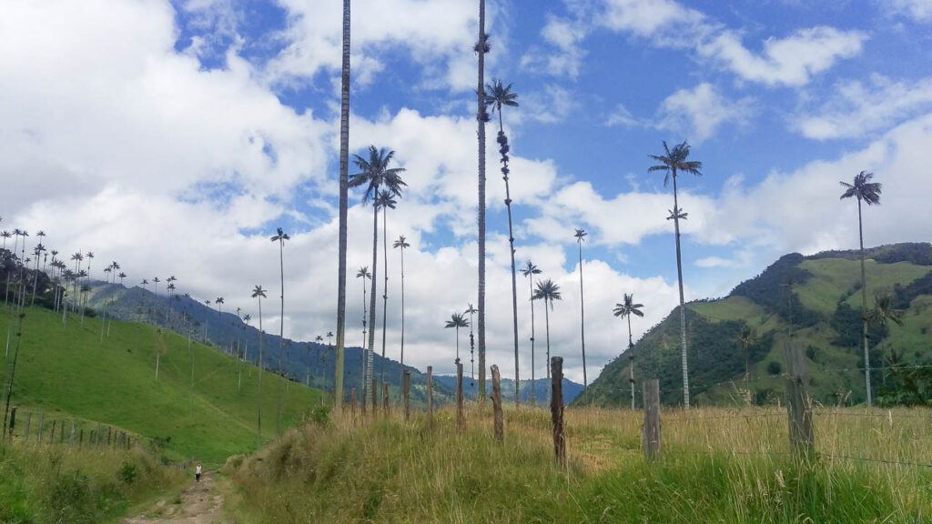 The Cocora Valley palm trees are almost 200 feet tall. The photo shows a few hills and a valley covered with them. 