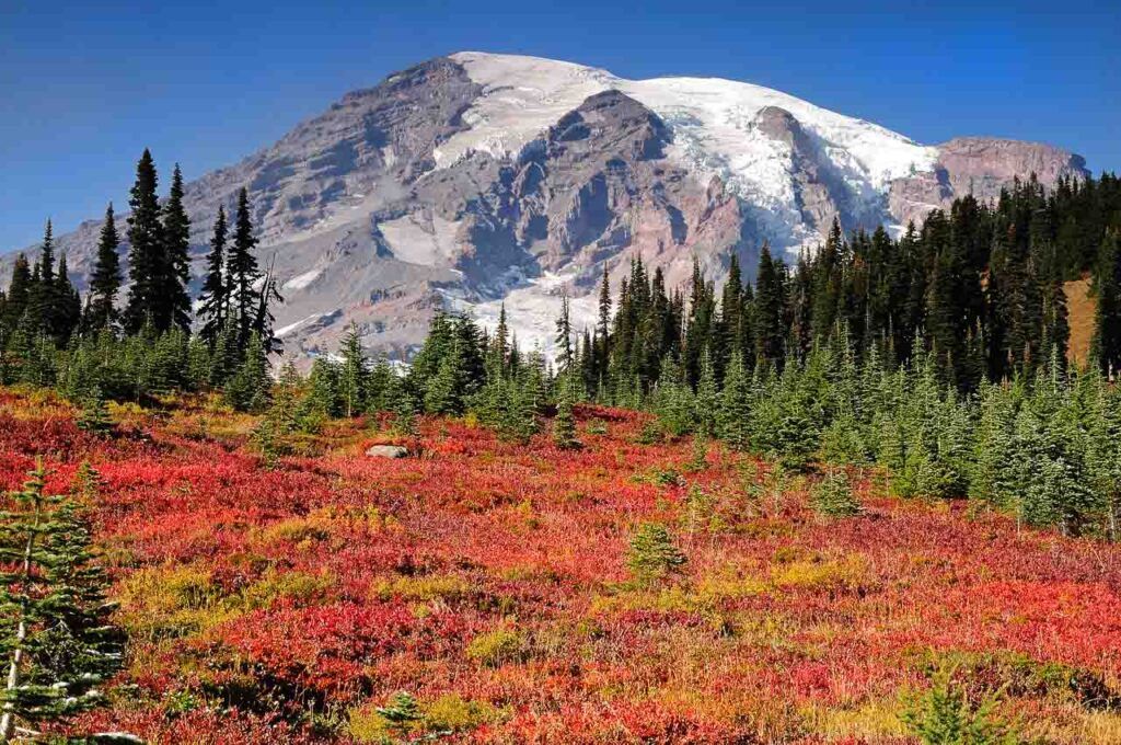 Paradise meadows are covered with autumn colors at Mount Rainier National Park. The snow-capped mountain is in the background and in the front, are the grass and bushes with red and yellow leaves. 