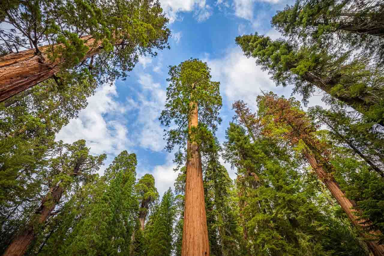 Classic wide-angle view of famous giant sequoia trees, also known as giant redwoods or Sierra redwoods, on a beautiful sunny day with blue sky and clouds in summer, Sequoia National Park, California, USA.