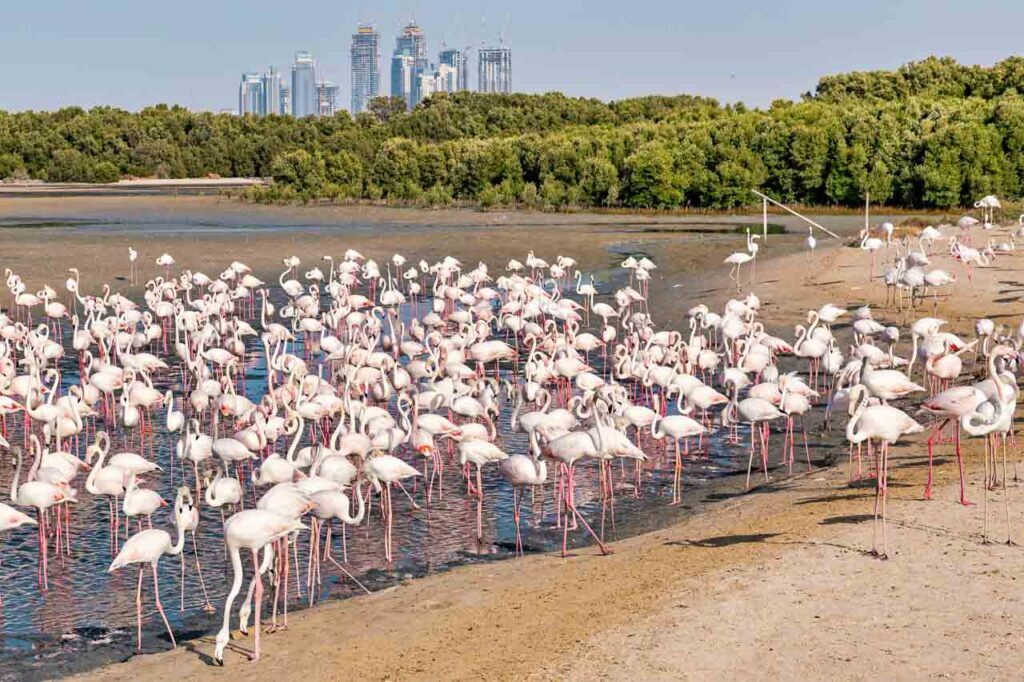 A large group of flamingos are standing in the water in Ras al Khor wildlife sanctuary outside of Dubai.