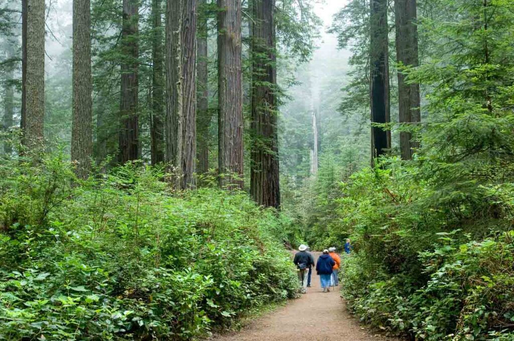 Redwood National Park and State Parks are famous for their forest, incredible trails, and peaceful scenery.