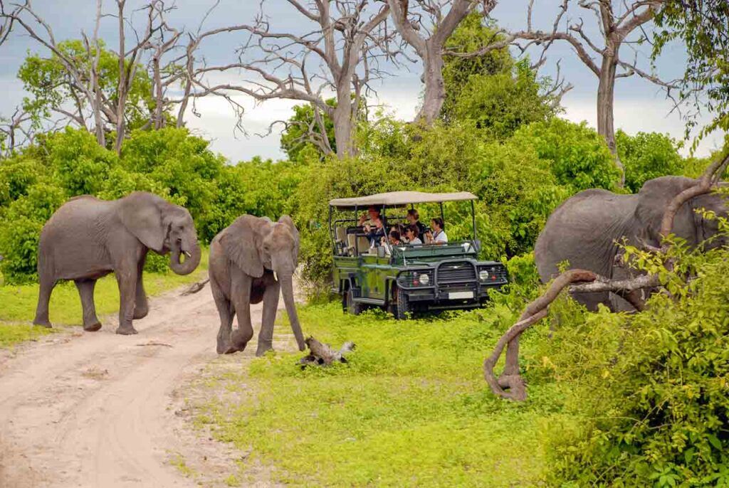 Tourists on safari game drive make wonderful photo close to wild elephants in the bush of the Chobe National Park , Botswana.
