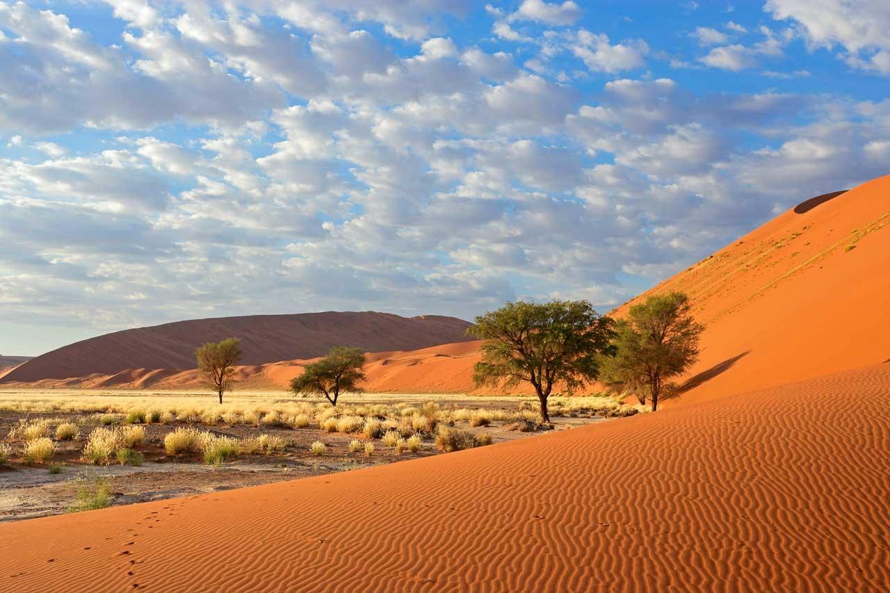 A view of a desert landscape with scattered trees in Namibia Sossusvlei desert.