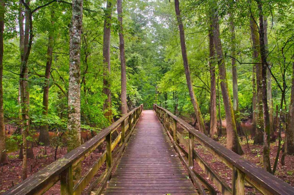 Photo of a Board Walk in Congaree National Park. The walk is surrounded by green forest. The park has the largest hardwood forest remaining on the East Coast of the US.