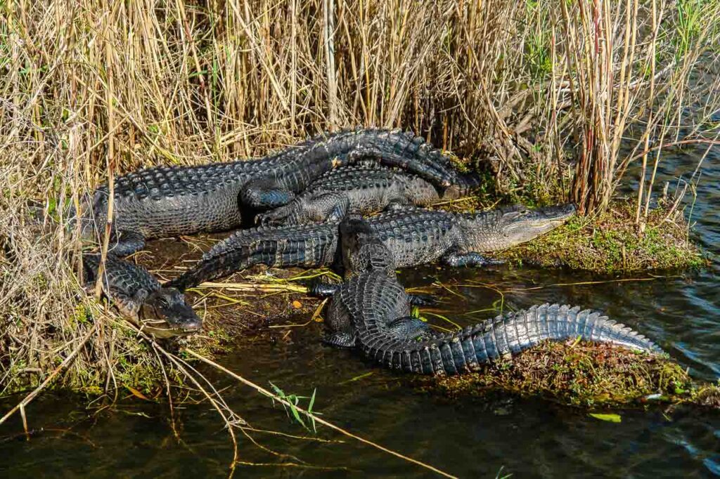 Photo taken at Anhinga Trail Alligators in Everglades National Park in Florida, United States.