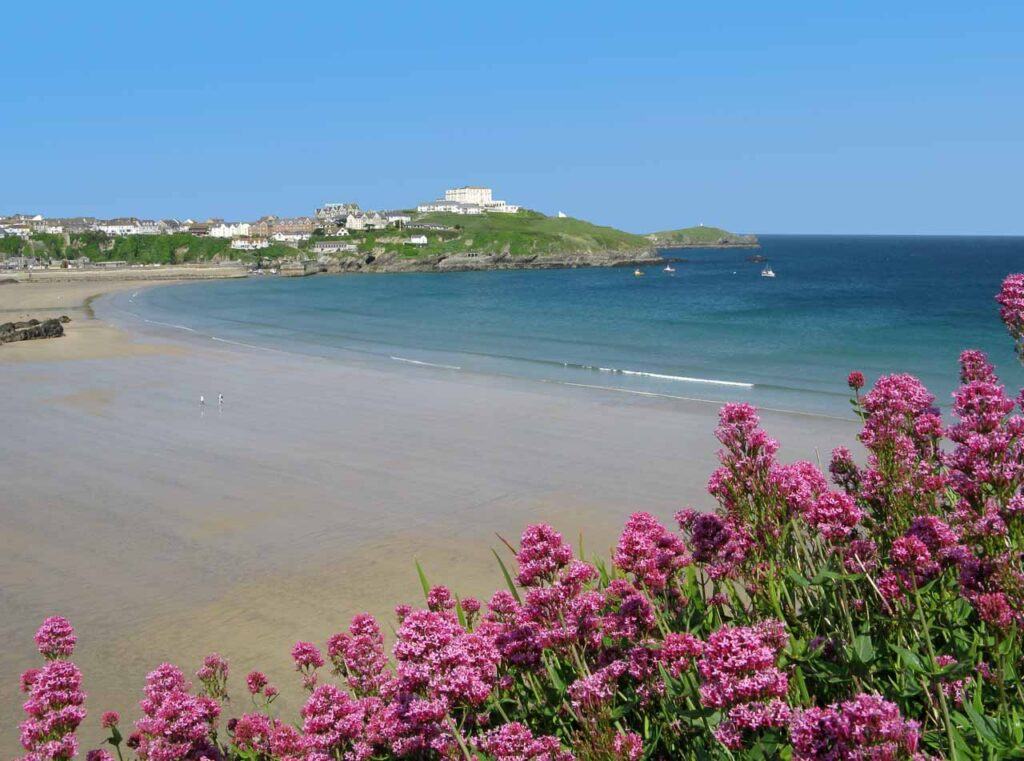 Great Western beach and red valerian (Centranthus ruber) in Newquay, Cornwall UK.