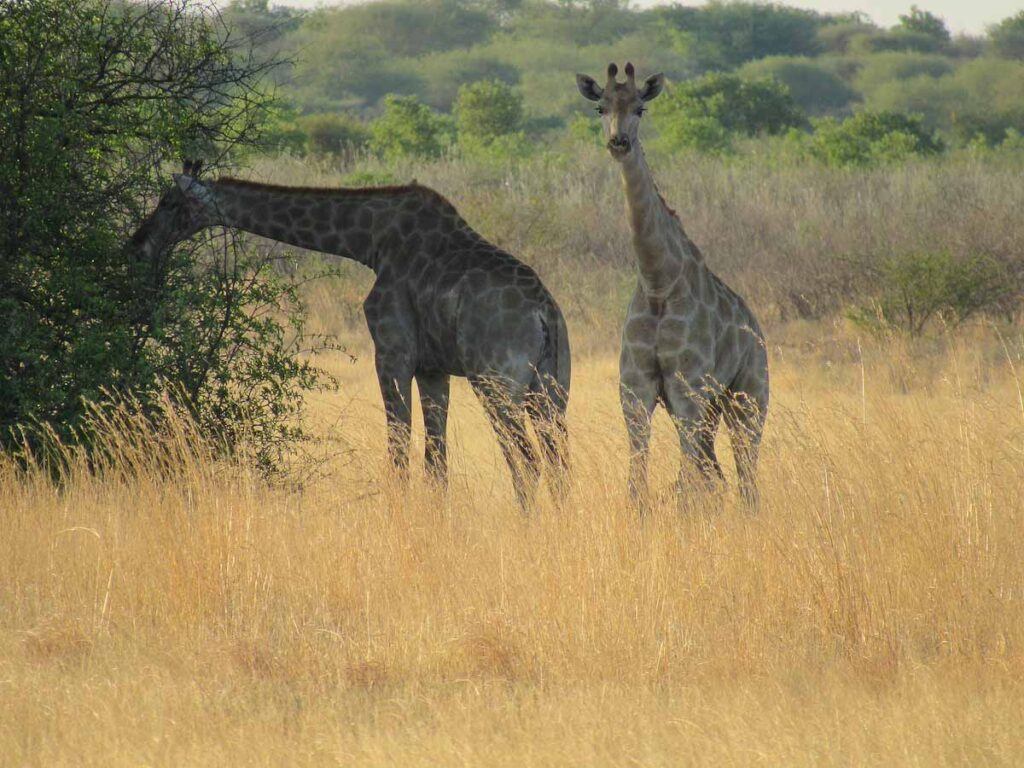 Two giraffes in the grass of Central Kalahari, Botswana. You need to know the best time to go to Botswana to see the wildlife.
